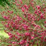 Cytisus 'Boskoop Ruby'
